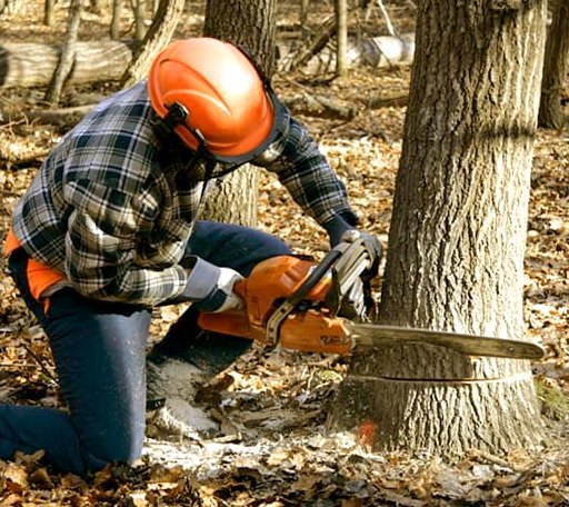 Tree Removal in Ethel, AR